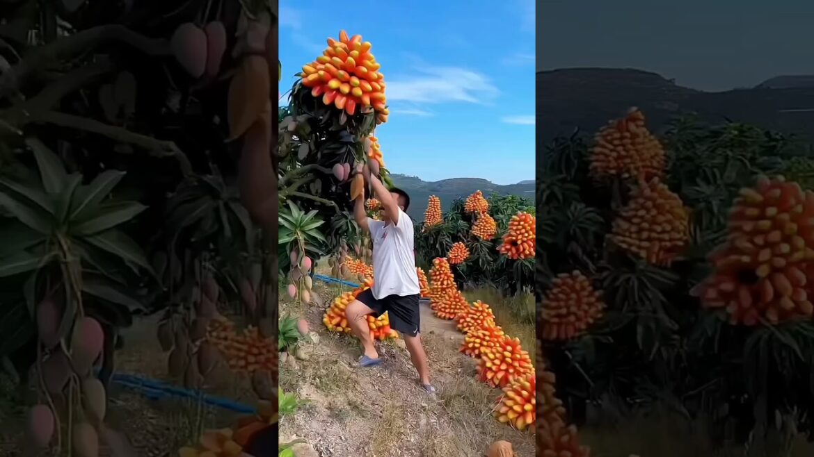 Trends and Innovations in fruit Farming 😳😳 #shors #farming