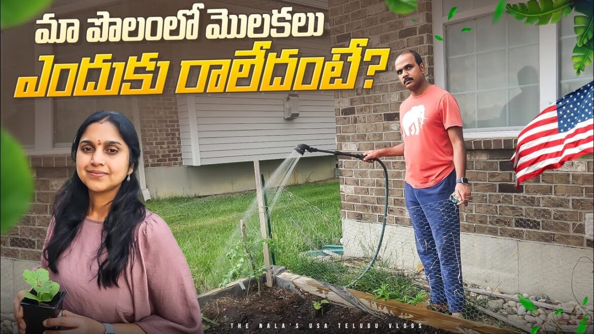 అందుకే మళ్ళీ విత్తనాలు వేశాం | Telugu Vlogs from USA | Organic Vegetable Gardening tips America