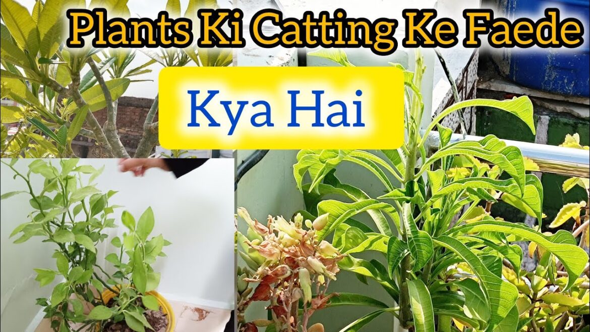Plans Ki Catting Kyun Jaruri hai|#gardening #garden
