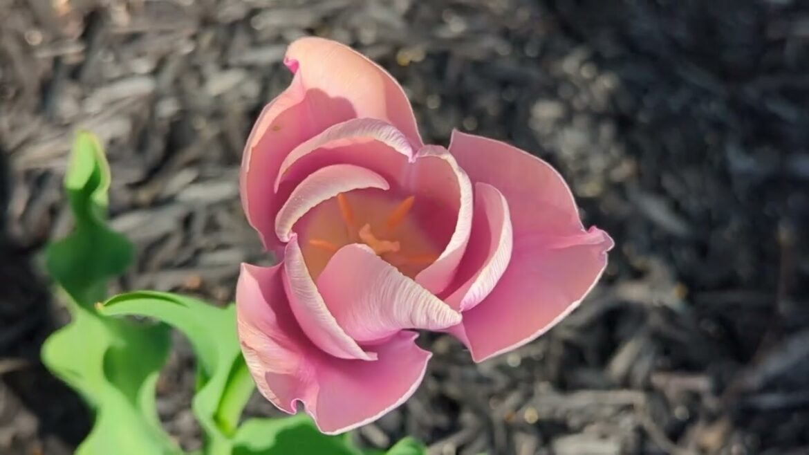 Planting Cole Crops, Garden Tips, & Animal Updates