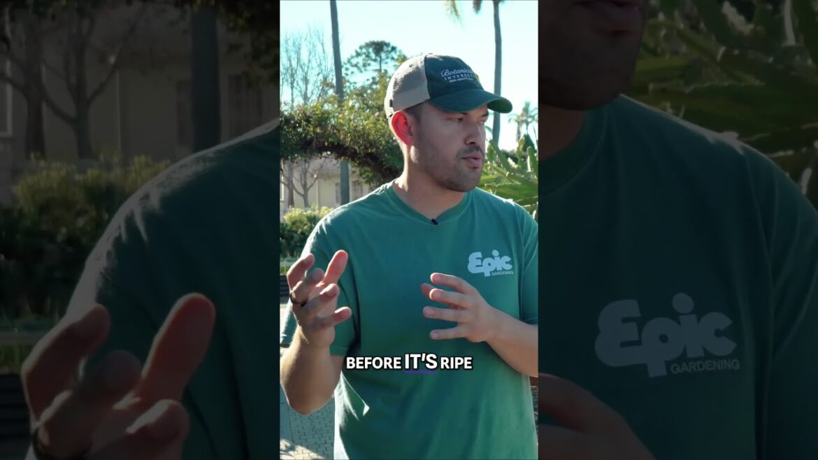 The Fascinating Fruit That Stops Ripening A Gardener’s Delight! #garden The Fascinating Fruit That Stops Ripening A Gardener's Delight! #garden