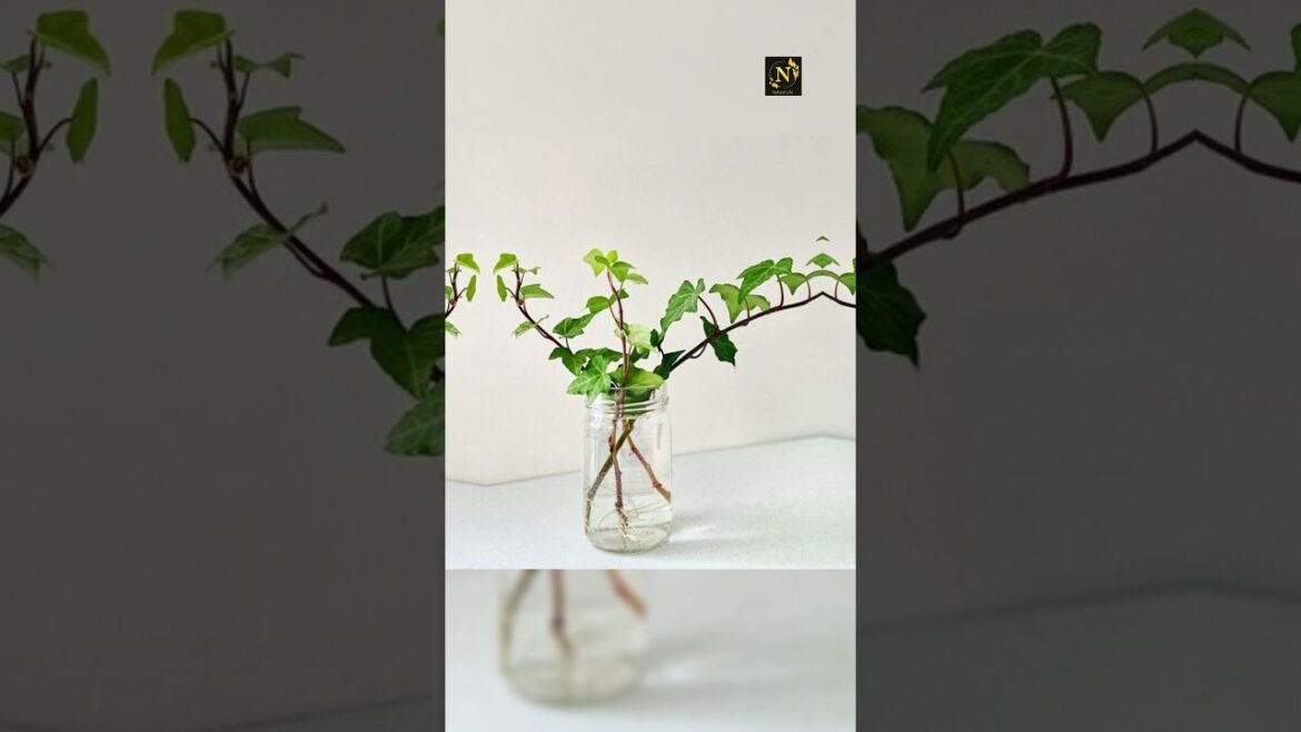 Growing plants in water of Ivy Plants.#viral #viralvideo #viralshort#youtubeshorts #shorts#usa