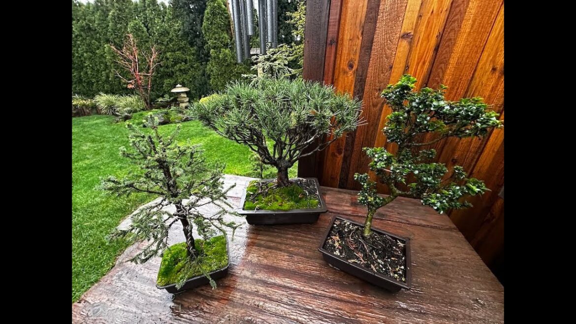 My Japanese Garden Evokes Joy Even in Gloomy Weather!