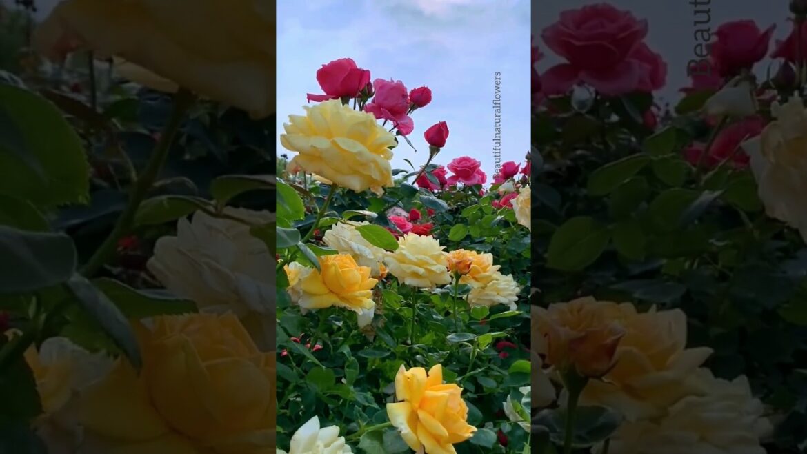 Beautiful pink and yellow roses! #shorts