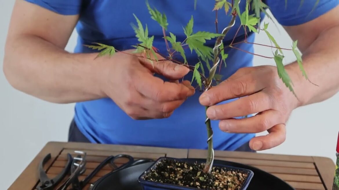 Japanese Maple Revisit Mid April 2024