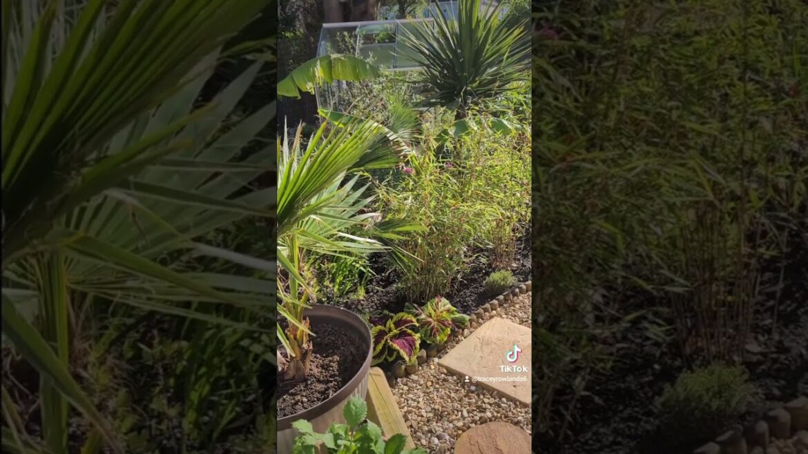 Beautiful June Morning in our Tropical Garden UK 🌴🌱🌿🌺