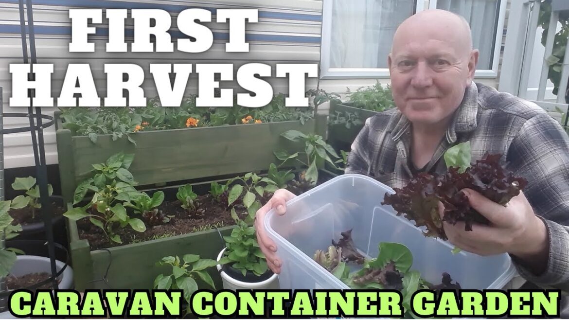 Our First Harvest [Caravan Container Garden]