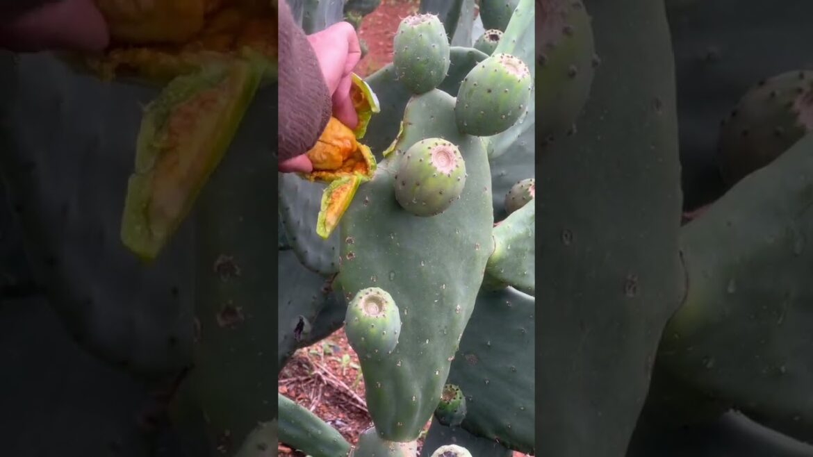 Smart work    #cactus #agriculture #aloevera #flower #roses #garden #tips #satisfying  #asrm #tricks