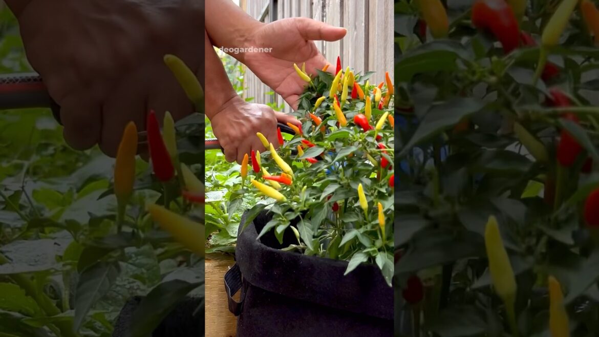Basket of fire chilis #gardening #vegetablegardening #shortviral #fyp #chili