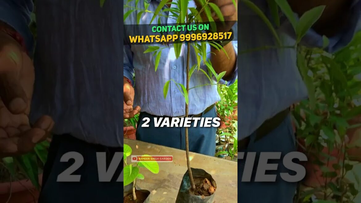 घर में उगाएं यह लाल चंदन का पौधा FREE में || Grow Chandan Plant at Home #gardening #garden #gardener घर में उगाएं यह लाल चंदन का पौधा FREE में || Grow Chandan Plant at Home #gardening #garden #gardener