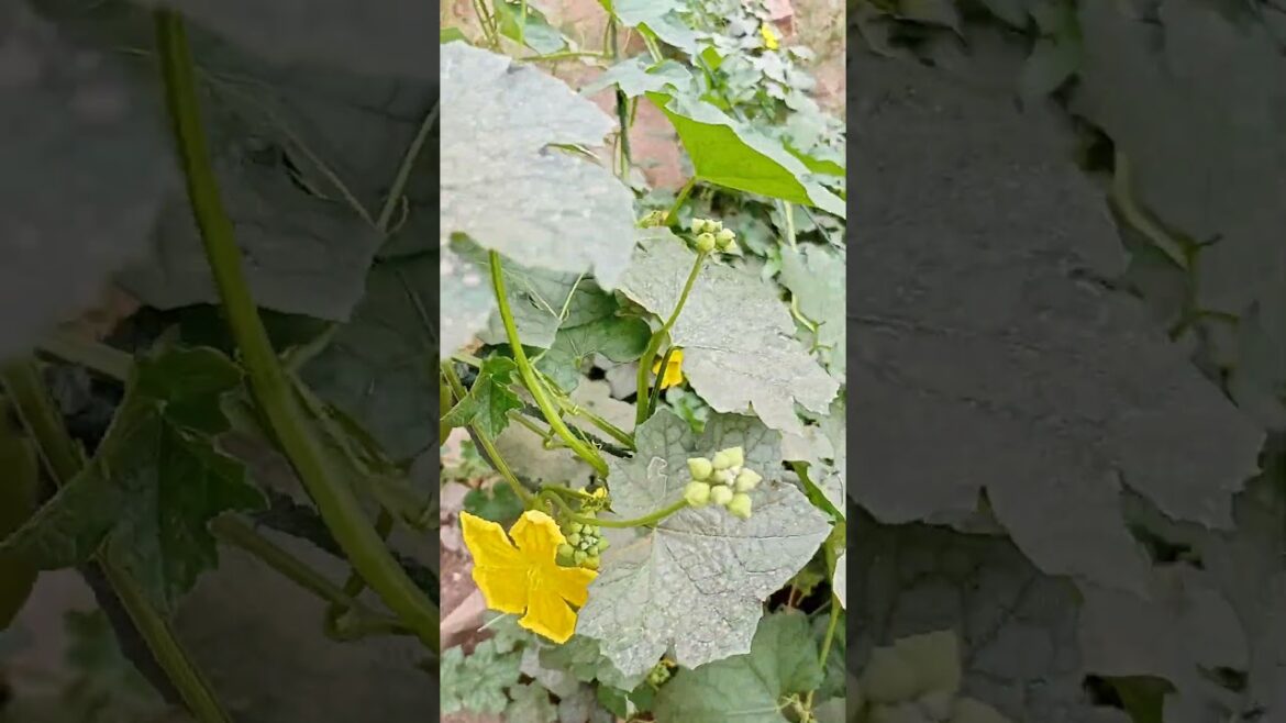 Best crops to grow in January and February |Profitable farming | Vegetable farming in Pakistan 2024 Best crops to grow in January and February |Profitable farming | Vegetable farming in Pakistan 2024