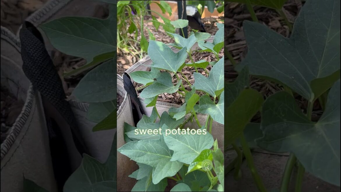 The Best Crops for 100°F+ Heat (Hot Season Gardening)