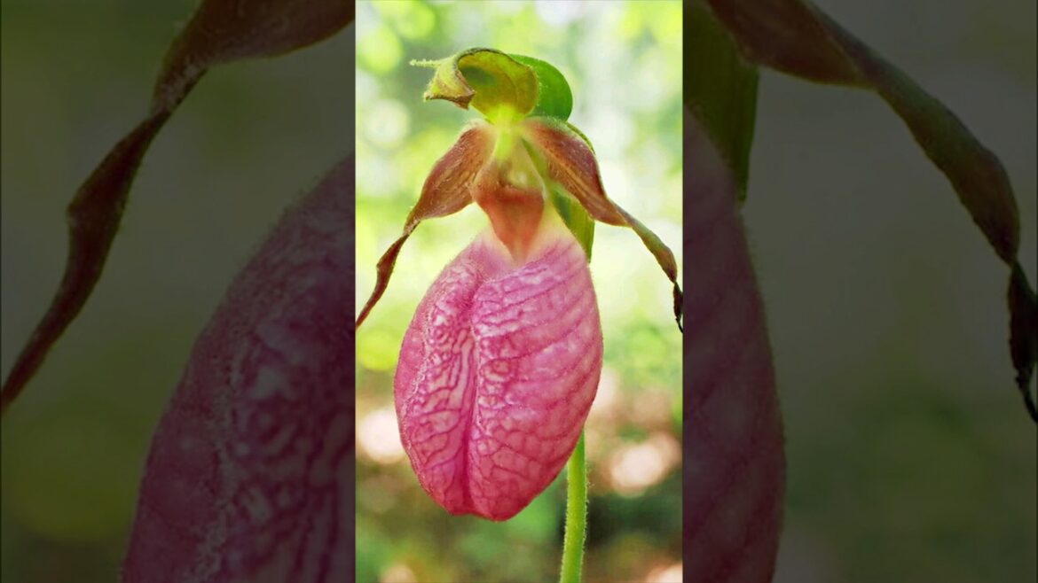 Cypripedium Acaule | carnivorous plants that eat animals