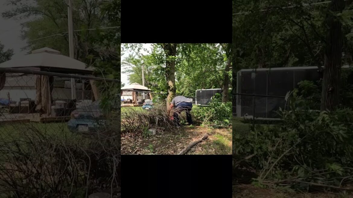 Crazy OVERGROWN Backyard Transformation Part 2 #lawncare #overgrownlawn #transformation