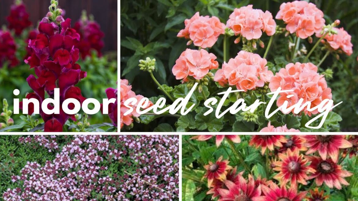 Sowing Flower Seeds Indoors: Geraniums, Snapdragons, Rudbeckia & more Sowing Flower Seeds Indoors: Geraniums, Snapdragons, Rudbeckia & more