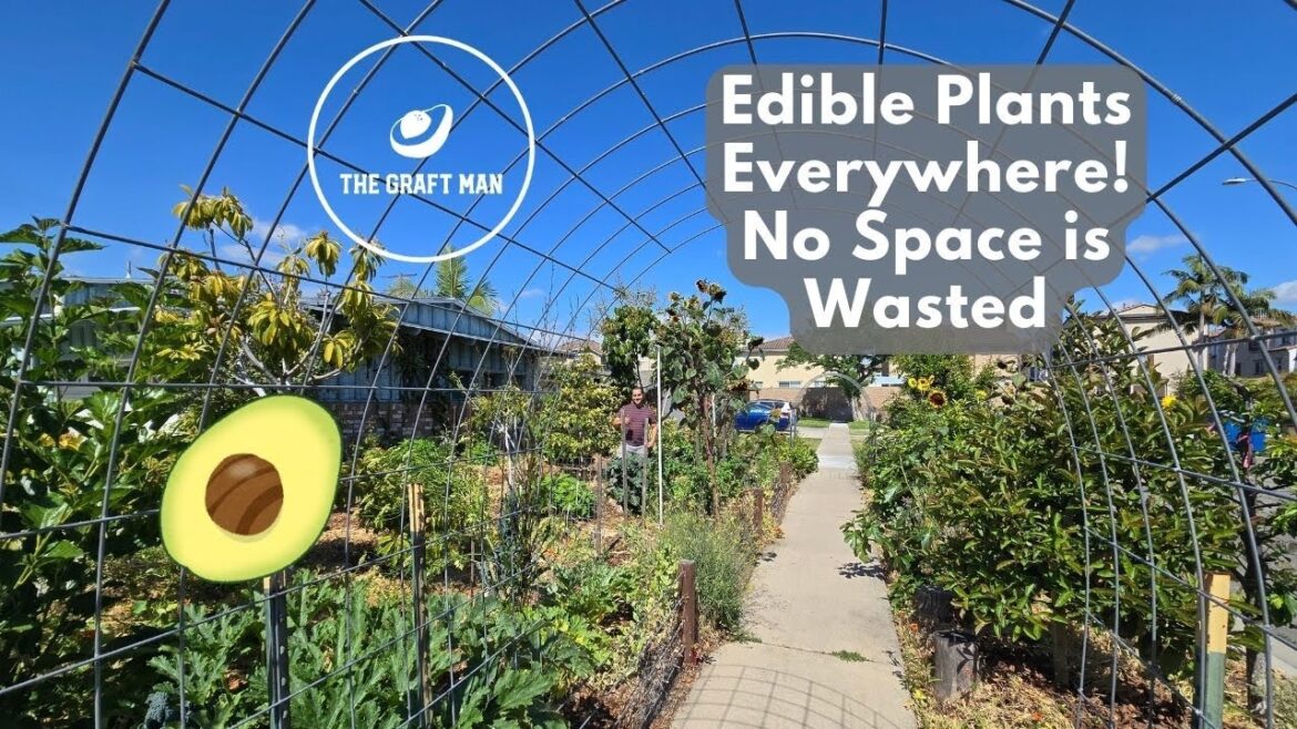 A Tour of a Tiny Jungle Full of Edible Plants!