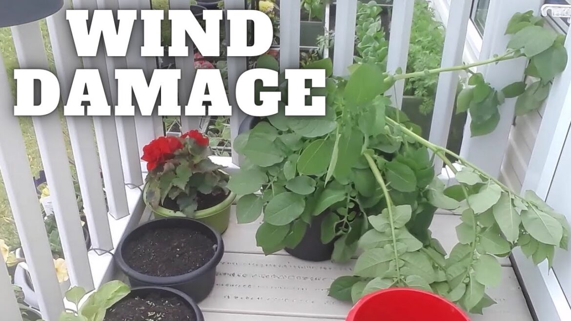 Wind Damage Caravan Container Garden