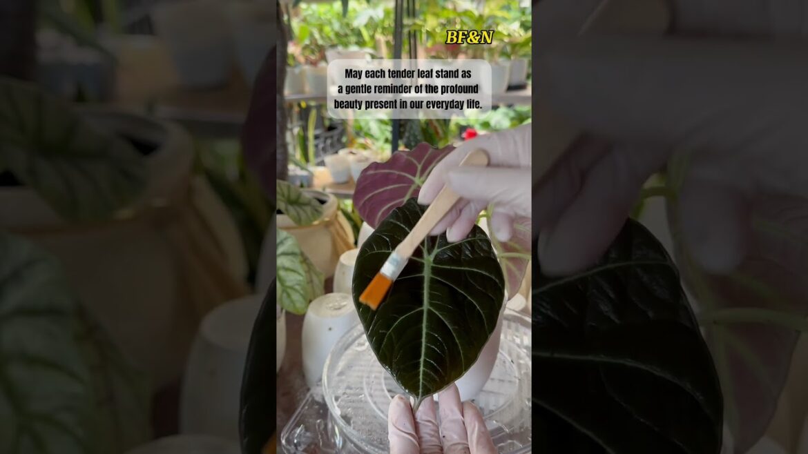 Nourishing Alocasia Black Velvet Beauty, with Tenderness & Ingenuity #beautiful #plants #shorts Nourishing Alocasia Black Velvet Beauty, with Tenderness & Ingenuity #beautiful #plants #shorts