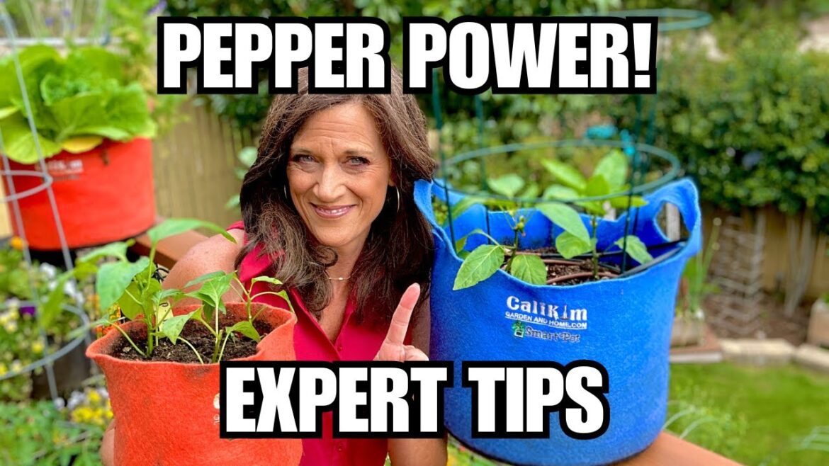 🫑LIVE: Unleash Pepper Power: Expert Tips to Big Harvests!