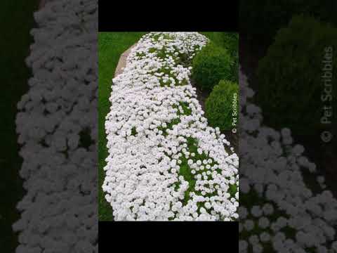 White Backyard Landscaping ideas #decoration #myfirsthome White Backyard Landscaping ideas #decoration #myfirsthome