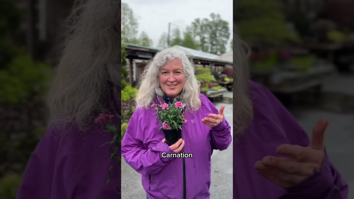 What Edible Flowers Can I Plant Right Now?