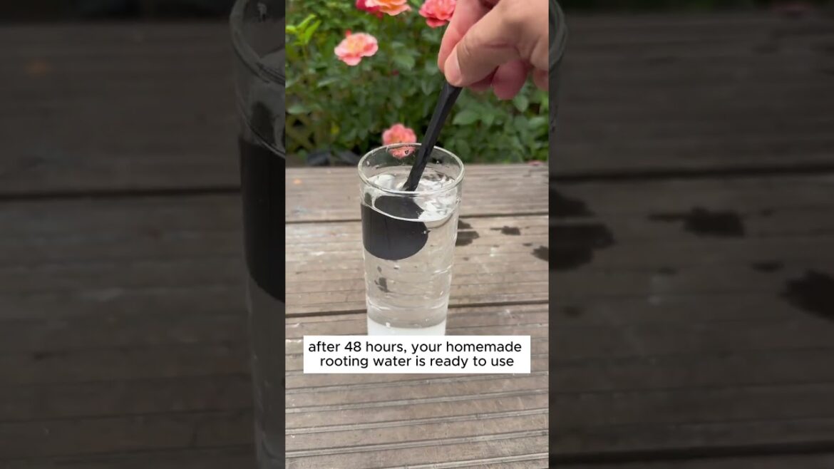 How to Make Homemade Rooting Water for Your Plants #shorts #plantingtips