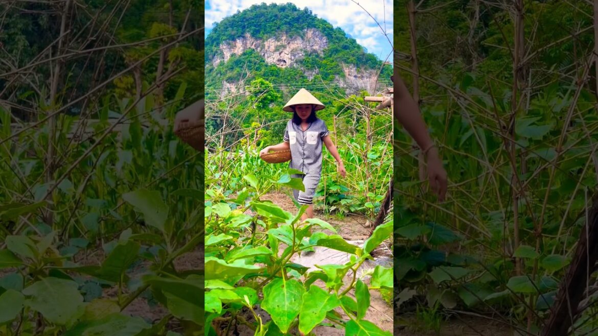 Picking fruit ๐๐๐๐ฅญ๐๐in the garden#picking #fruit #garden #countryside #short#p96 Picking fruit ๐๐๐๐ฅญ๐๐in the garden#picking #fruit #garden #countryside #short#p96
