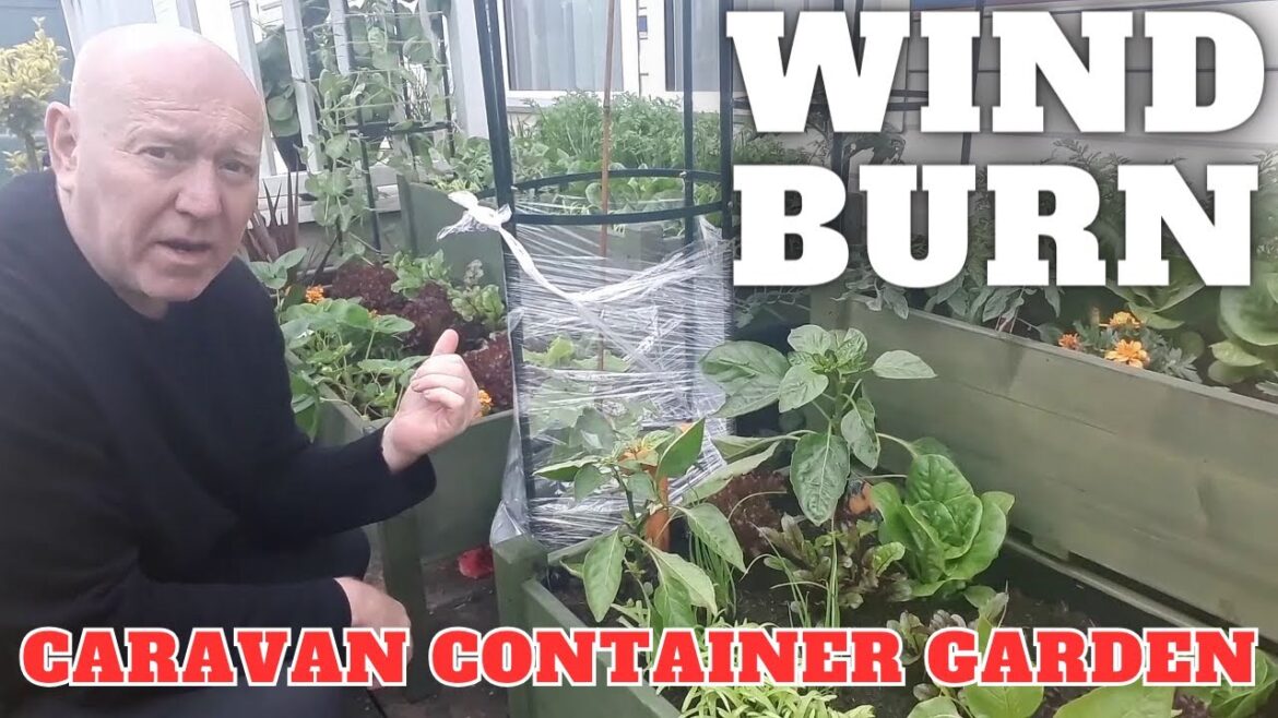 Wind Burn Caravan Container Garden Wind Burn Caravan Container Garden