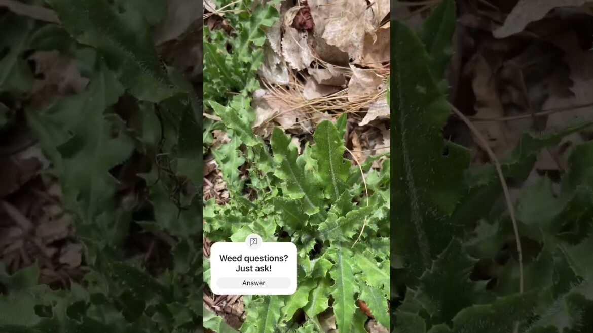 Weeding Tip #gardening101 #garden #gardeningtips #gardener #gardeningideas #gardeningbasics #weeds Weeding Tip #gardening101 #garden #gardeningtips #gardener #gardeningideas #gardeningbasics #weeds