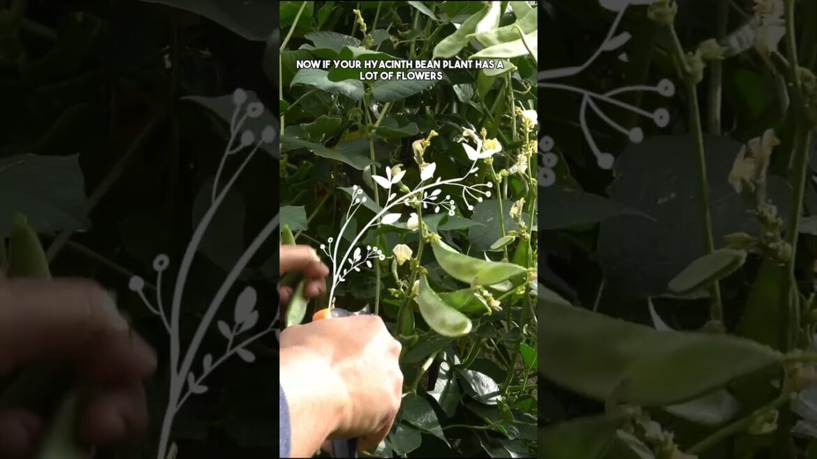 California Gardening: Growing Hyacinth Beans in Your Garden: Tips for a Vibrant Harvest! Growing Hyacinth Beans in Your Garden: Tips for a Vibrant Harvest!