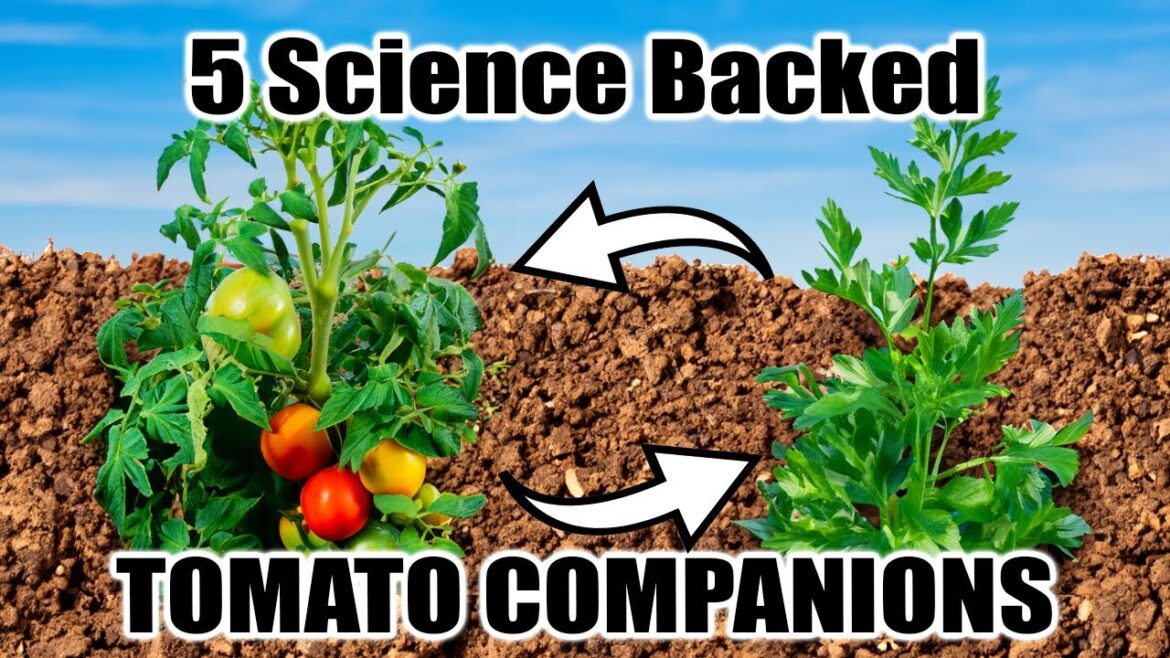 California Garden TV: 5 companion plants for tomatoes 5 companion plants for tomatoes