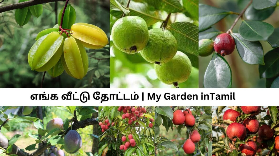 #gardening#farming#trending#garden#viral#vegetablegardening#fish#growingvegetables#vegetablegrowing