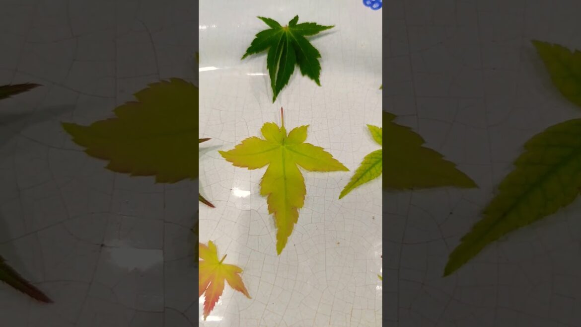 Japanese Maples leaves #bonsai#nature#backyard #plants #gardening #garden #landscape