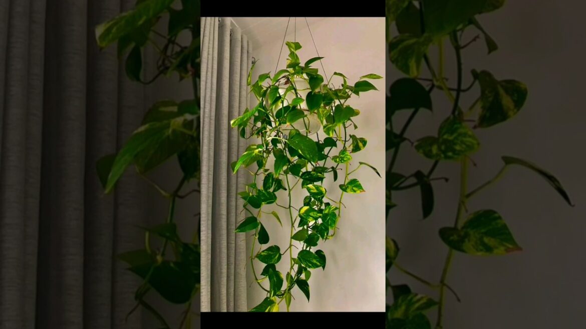 Grow Rich with These Money Plant Home Decor Ideas in 2024 #moneyplant #shorts #decor #viral #garden Grow Rich with These Money Plant Home Decor Ideas in 2024 #moneyplant #shorts #decor #viral #garden