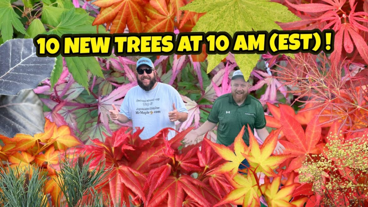 Awesome & Amazing 10 New Trees at 10AM (EST) | Japanese Maples For Your Garden Design Awesome & Amazing 10 New Trees at 10AM (EST) | Japanese Maples For Your Garden Design