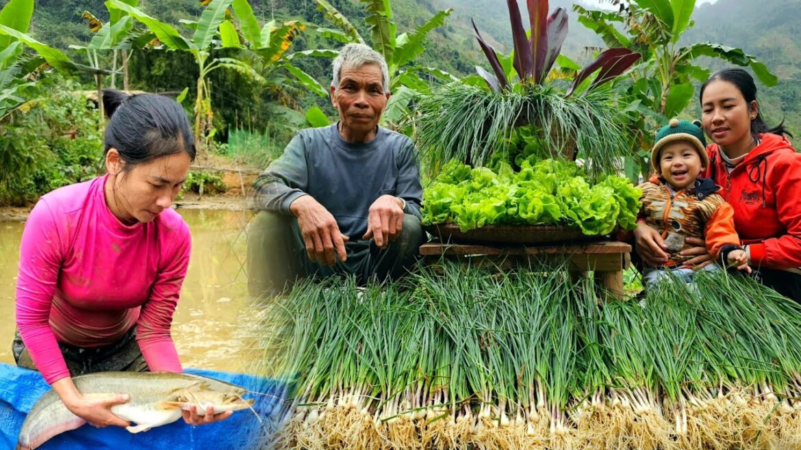 FULL VIDEO: Harvest Fish, Fruit, Bamboo Shoots, vegetable, carrot – Cooking, Gardening, Farm. FULL VIDEO: Harvest Fish, Fruit, Bamboo Shoots, vegetable, carrot - Cooking, Gardening, Farm.