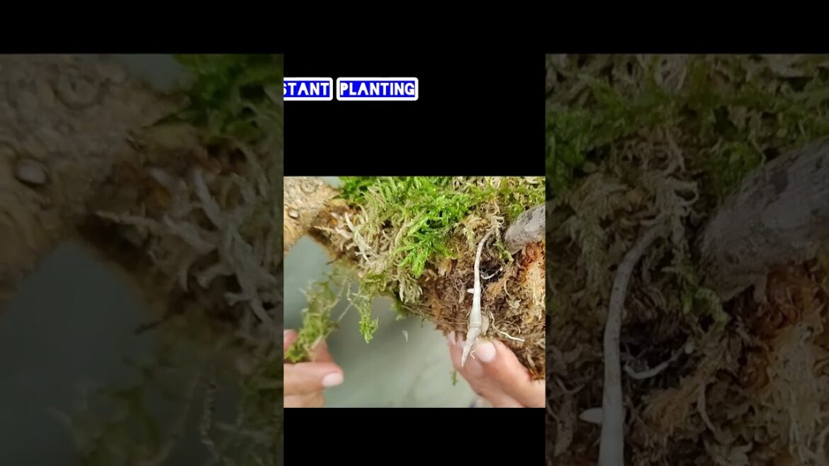 A New Look At Kokedama Gardening #shorts