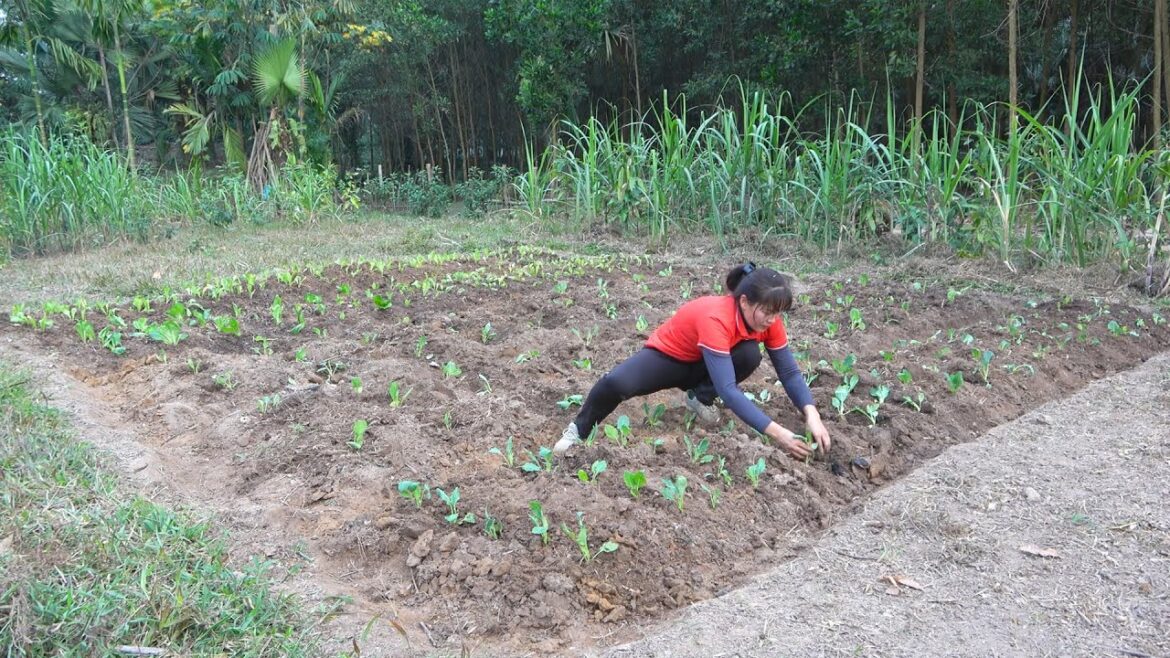 Hoe soil for vegetable gardening and growing vegetables – fence the vegetable garden with mesh Hoe soil for vegetable gardening and growing vegetables - fence the vegetable garden with mesh