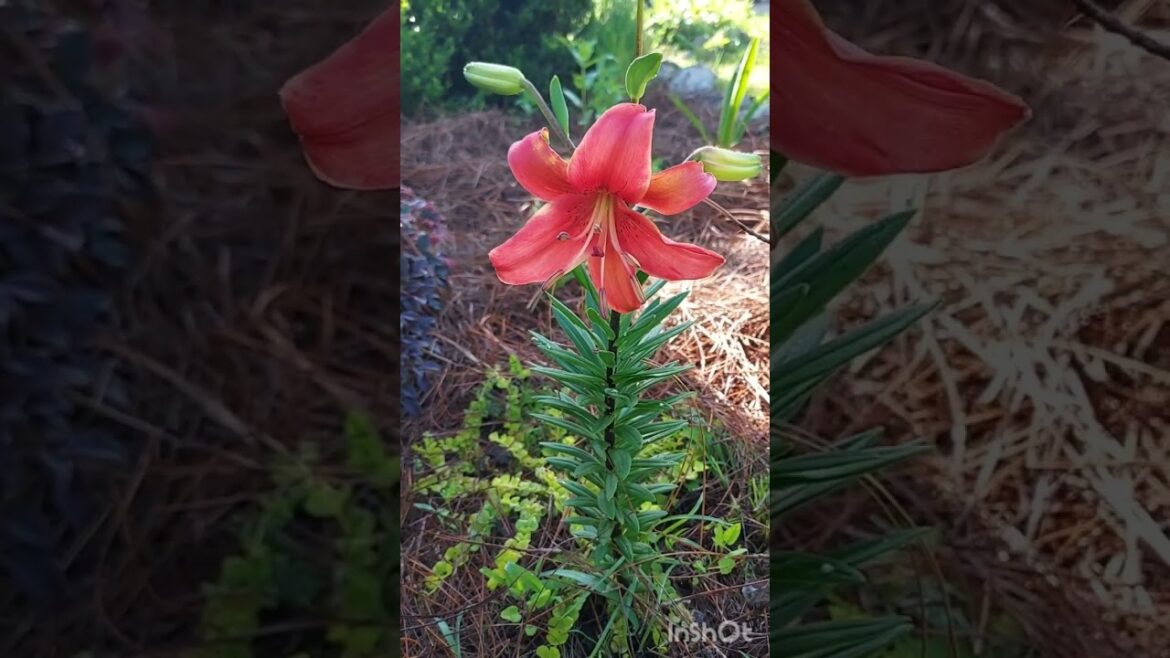 Front yard flower bed blooms