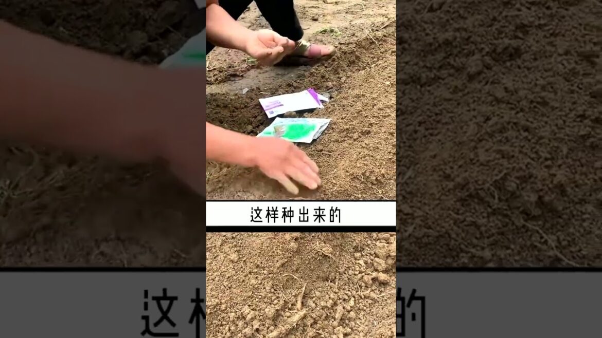 2745 🌼🌼🌴🍄🌽 #countrylife #cattle #wilderme #justbreathe #sunset