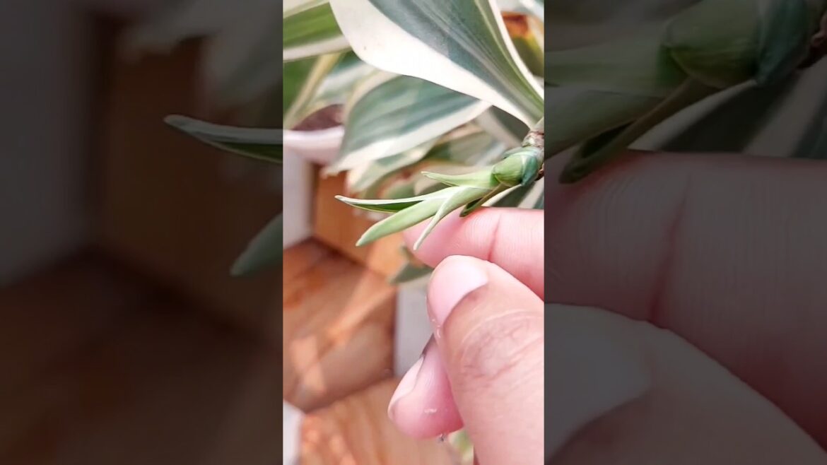 New growth in spring || gardener's happiest moment || gardening | #spring #gardenerslife #gardening