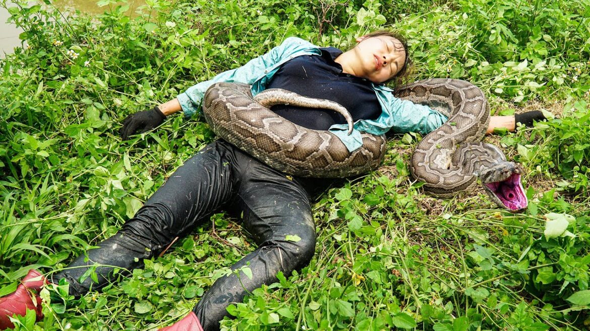 FULL VIDEO : Confronting GIANT PYTHON  on the River - 120 Days Harvest Fruit in the Garden to Sell