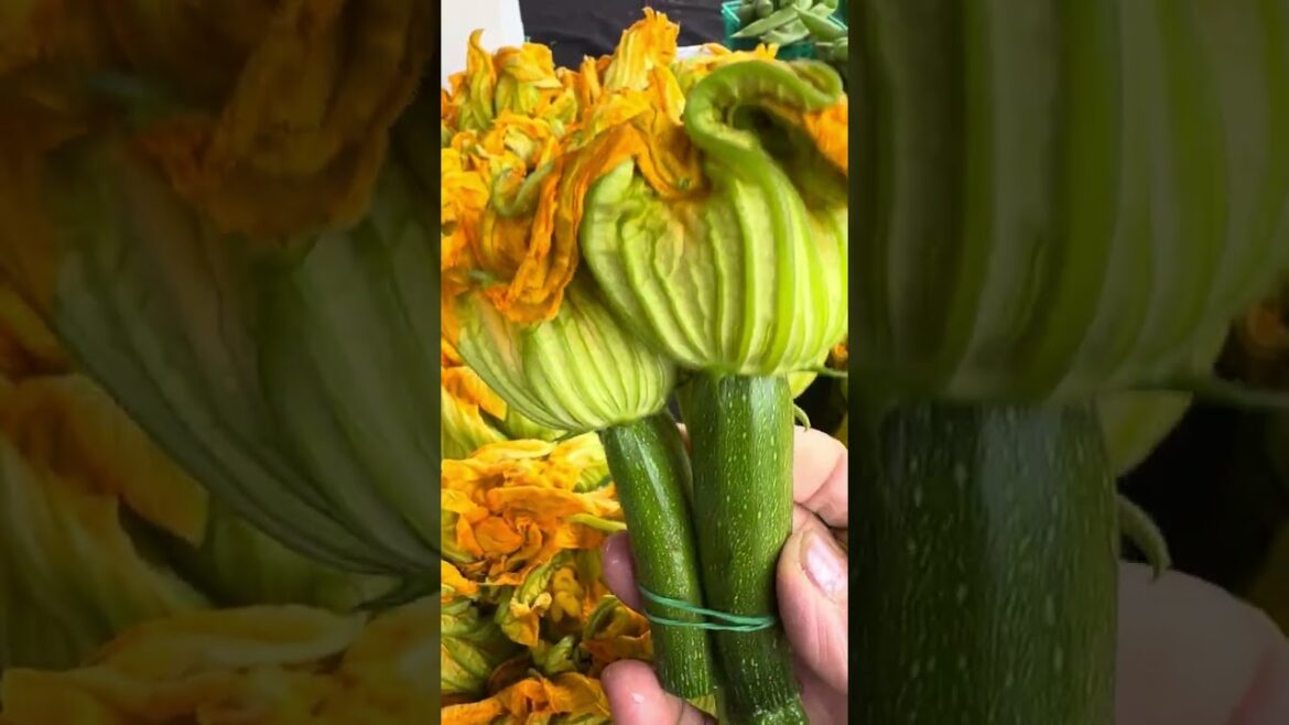 Unlocking the Potential of Zucchini Vegetable Blossoms #edible #flowers #shorts