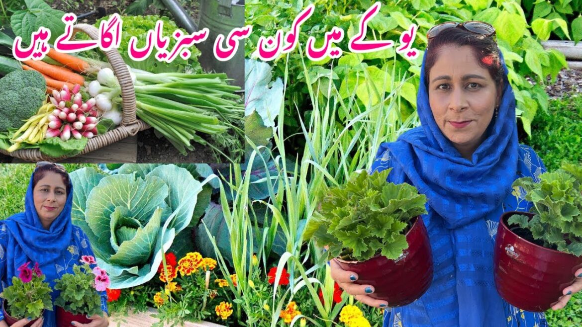 How We Grow Vegetables In UK || Vegetable Garden Update Home Gardening||Vegetable Garden Tour