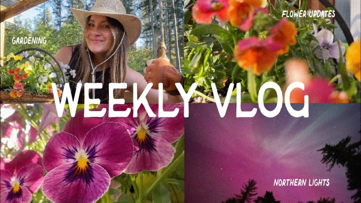 Weekly Vlog / garden tour, northern lights, flower bed updates, zinnias, and vegetable gardening