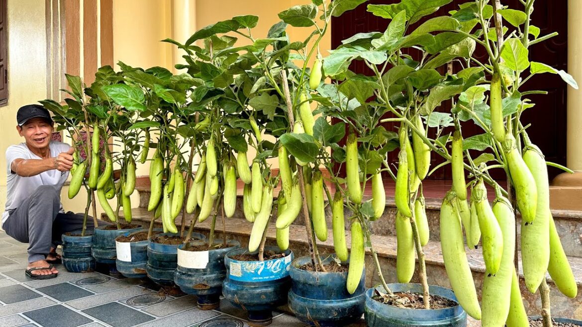 Tips Growing Super Top Organic Eggplants, No Chemicals, Continuous Fruit Production!