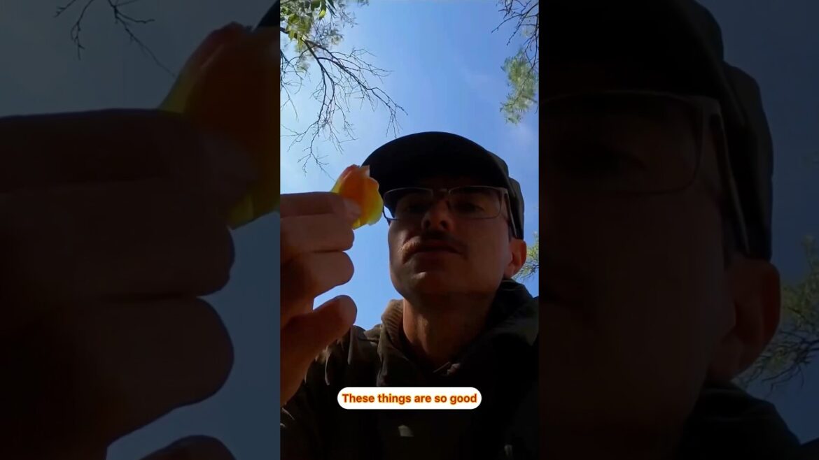 Edible flowers in the wilderness #survivalskills #surviving #bushcraft #catchandcook #survival Edible flowers in the wilderness #survivalskills #surviving #bushcraft #catchandcook #survival