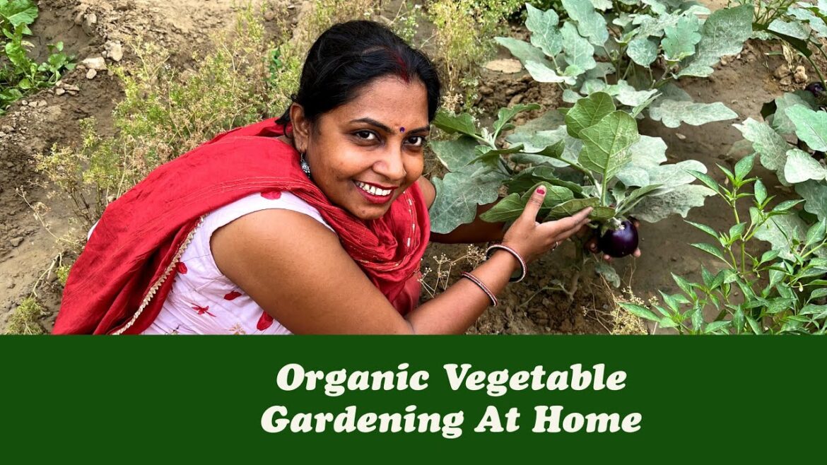Organic Vegetable Gardening at Home | Summer Harvest ЁЯеТЁЯНЕЁЯНЖЁЯлСЁЯМ╢я╕П Organic Vegetable Gardening at Home | Summer Harvest ЁЯеТЁЯНЕЁЯНЖЁЯлСЁЯМ╢я╕П