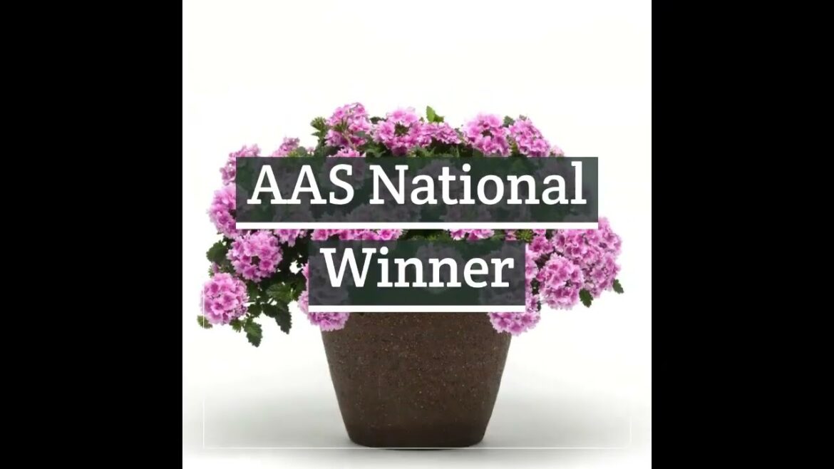 All-America Selections Flowers & Vegetables: AAS Winners: Must-Have Pink Flowers for Every Garden AAS Winners: Must-Have Pink Flowers for Every Garden