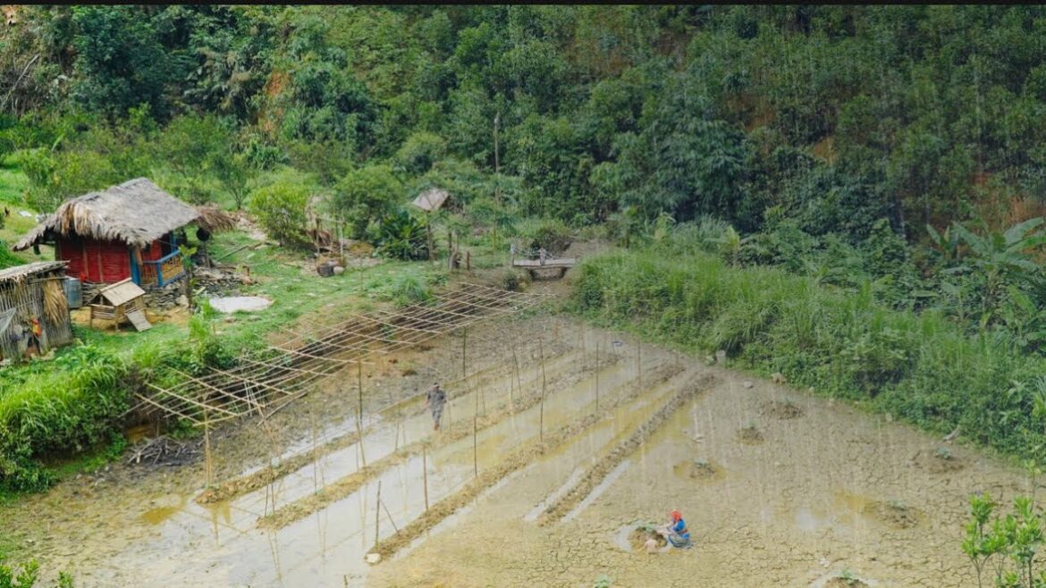 Vegetable gardening and harvesting process/ Loan farm